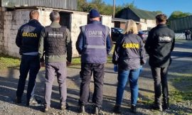 Searches in Ireland targeting horse trafficking network
