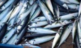 ‘Skimpflation’ warning as tinned mackerel alternative hits more supermarket shelves