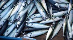 ‘skimpflation’-warning-as-tinned-mackerel-alternative-hits-more-supermarket-shelves