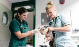 Vet prescription fees to be capped under rule changes