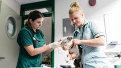 Read more about the article Vet prescription fees to be capped under rule changes