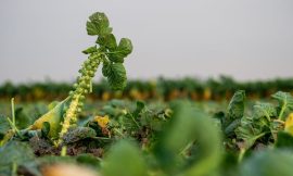 Growers paid over the odds to water crops in July, August