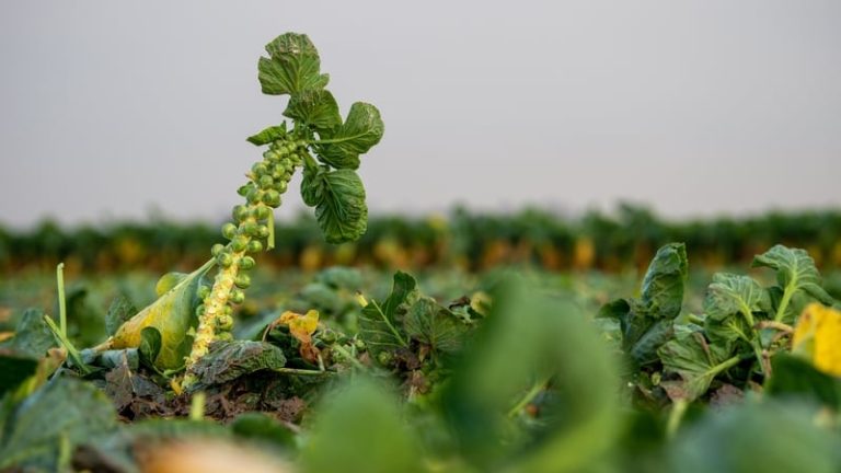 Read more about the article Growers paid over the odds to water crops in July, August