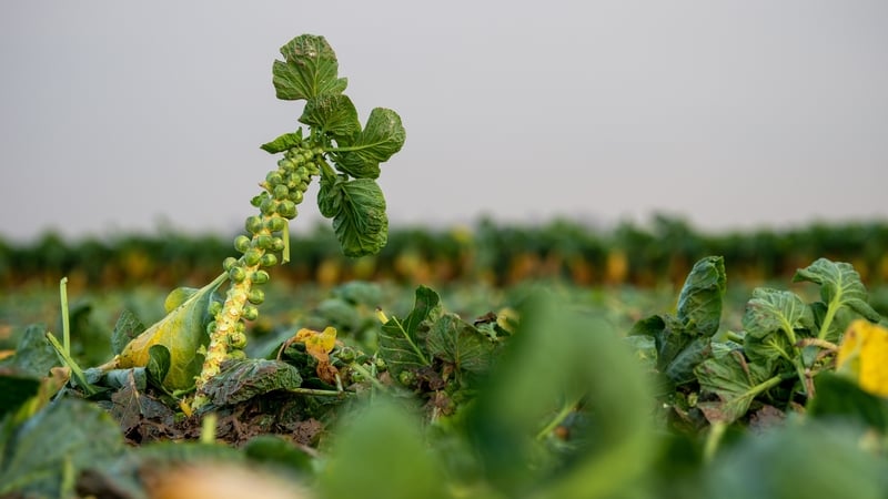 growers-paid-over-the-odds-to-water-crops-in-july,-august