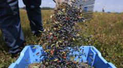 the-ai-telling-farmers-when-to-harvest