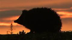bank-of-england-reveals-the-four-animals-to-feature-on-banknotes