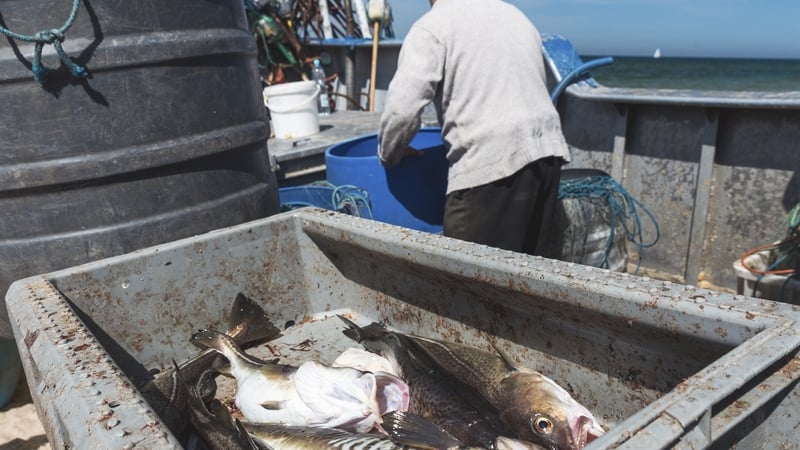 scientists-advise-‘zero-catch’-for-cod-in-2027-over-stock