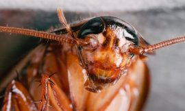 Dublin café closed over cockroach infestation