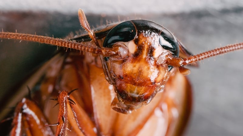 dublin-cafe-closed-over-cockroach-infestation