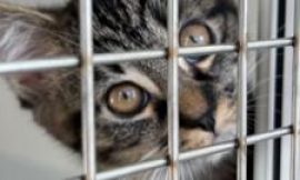 More cats abandoned ‘due to rising costs’ says Coventry RSPCA