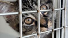 more-cats-abandoned-‘due-to-rising-costs’-says-coventry-rspca